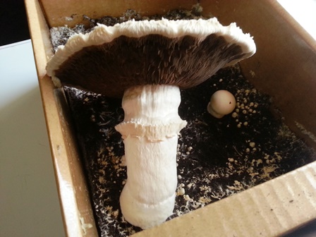 My Mushroom (2).jpg