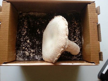 My Mushroom.jpg